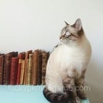 Avatar of Kashif Ahmed