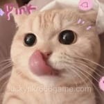 Avatar of Waqas Javed